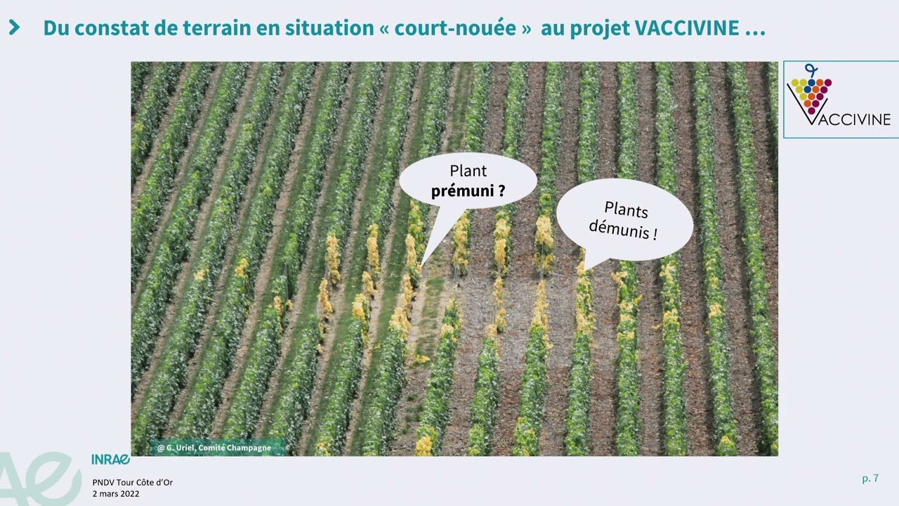 La prémunition des vignes contre le court-noué : explications !