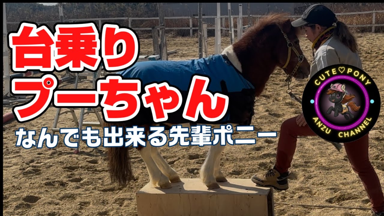 台乗りする先輩ポニーと犬達と仲良しあんずちゃん