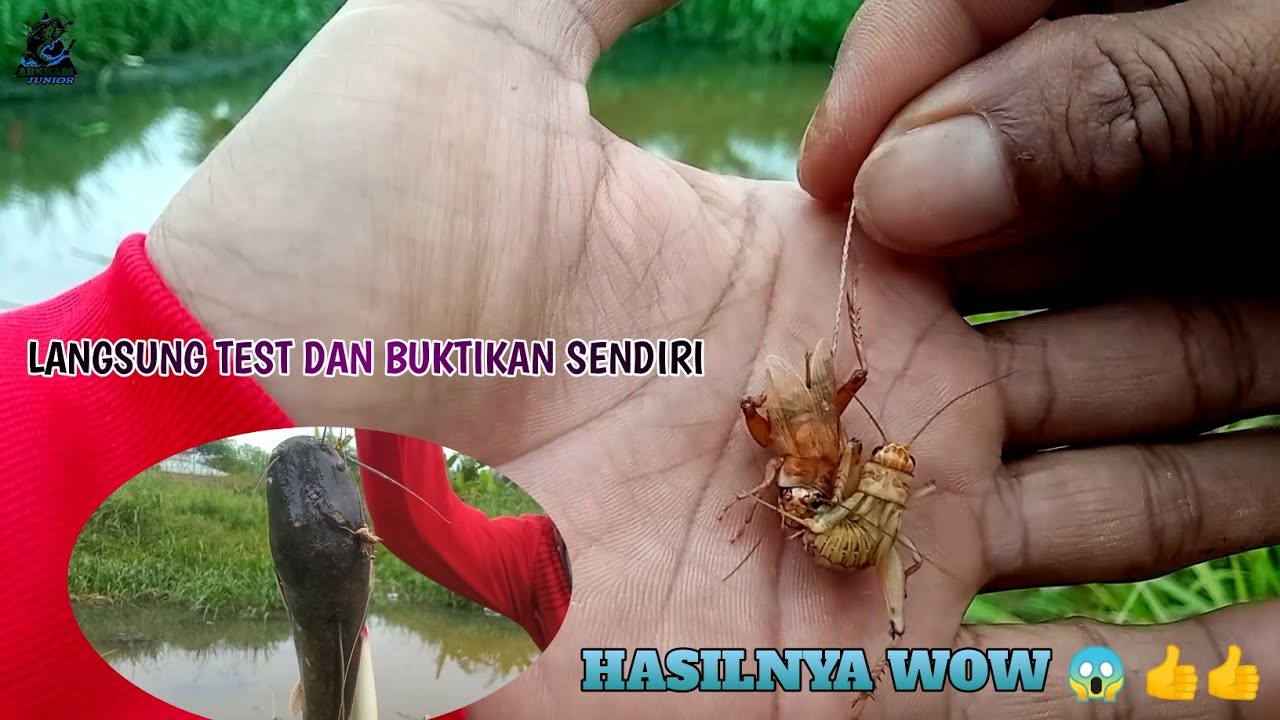 Cara Pasang Umpan Jangkrik Untuk Lele Liar Agar Cepat Strike