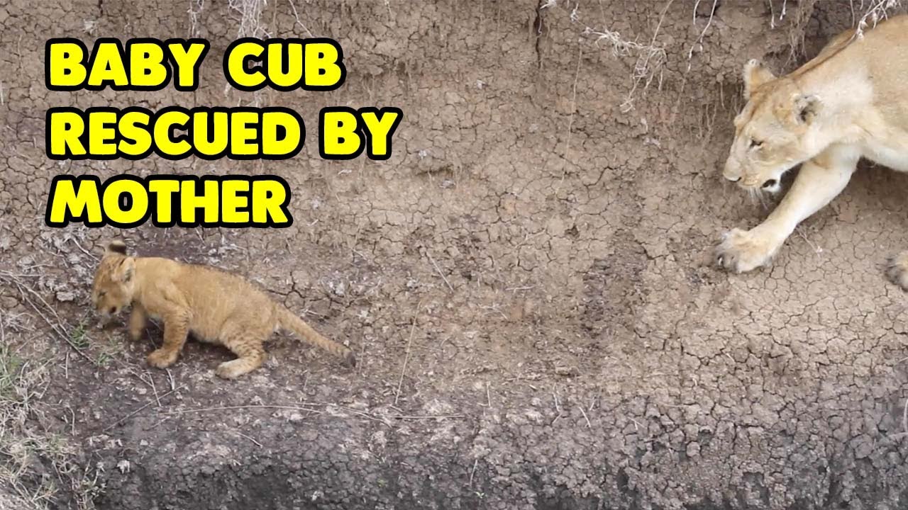 Baby Lion Cub Gets Rescued By Its Mother