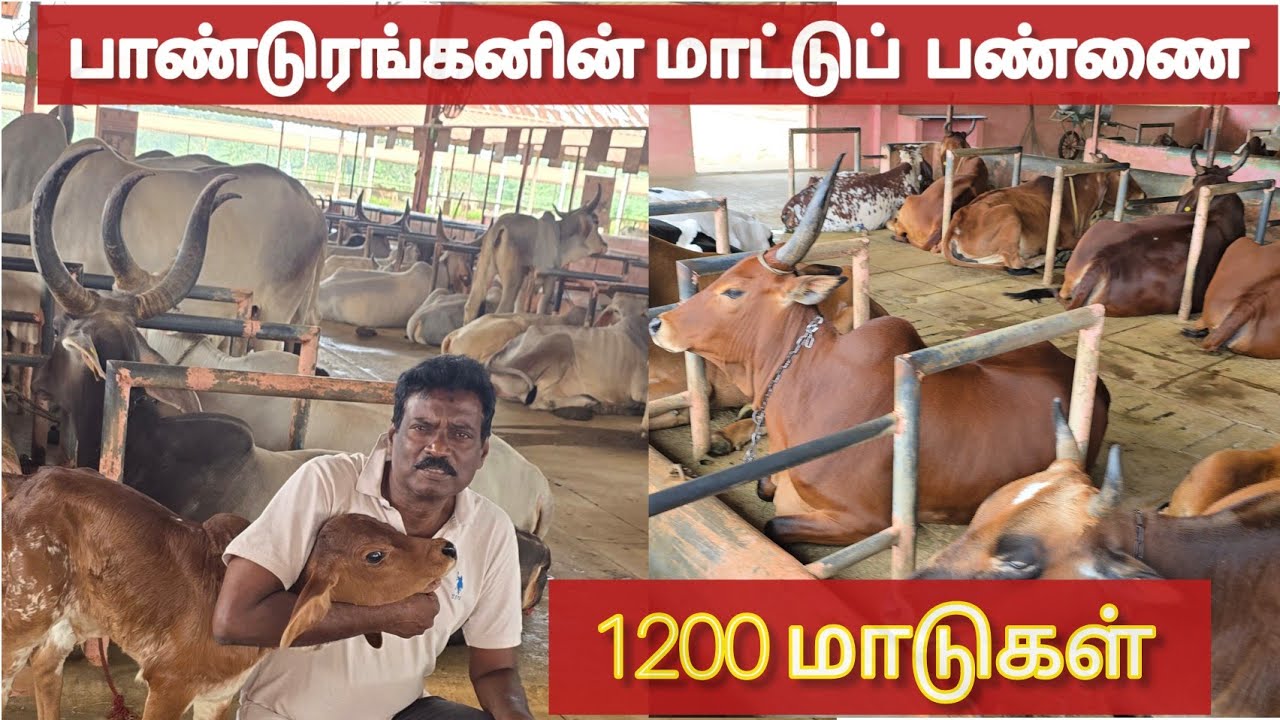 பாண்டுரங்கனின் 1200  பசுக்கள்#tamil #chidamparam #kumpakonam #colombovicky #jaffna vicky #