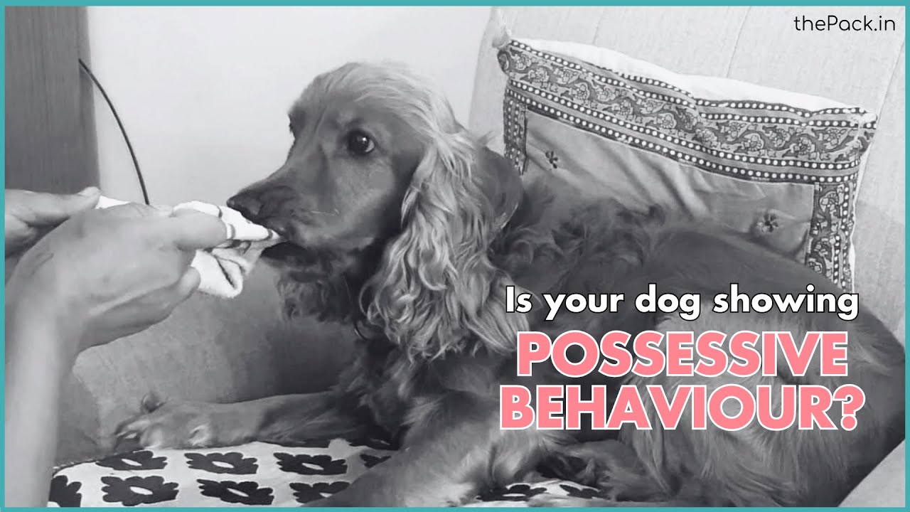 Resource Guarding in Dogs explained by Pet Experts