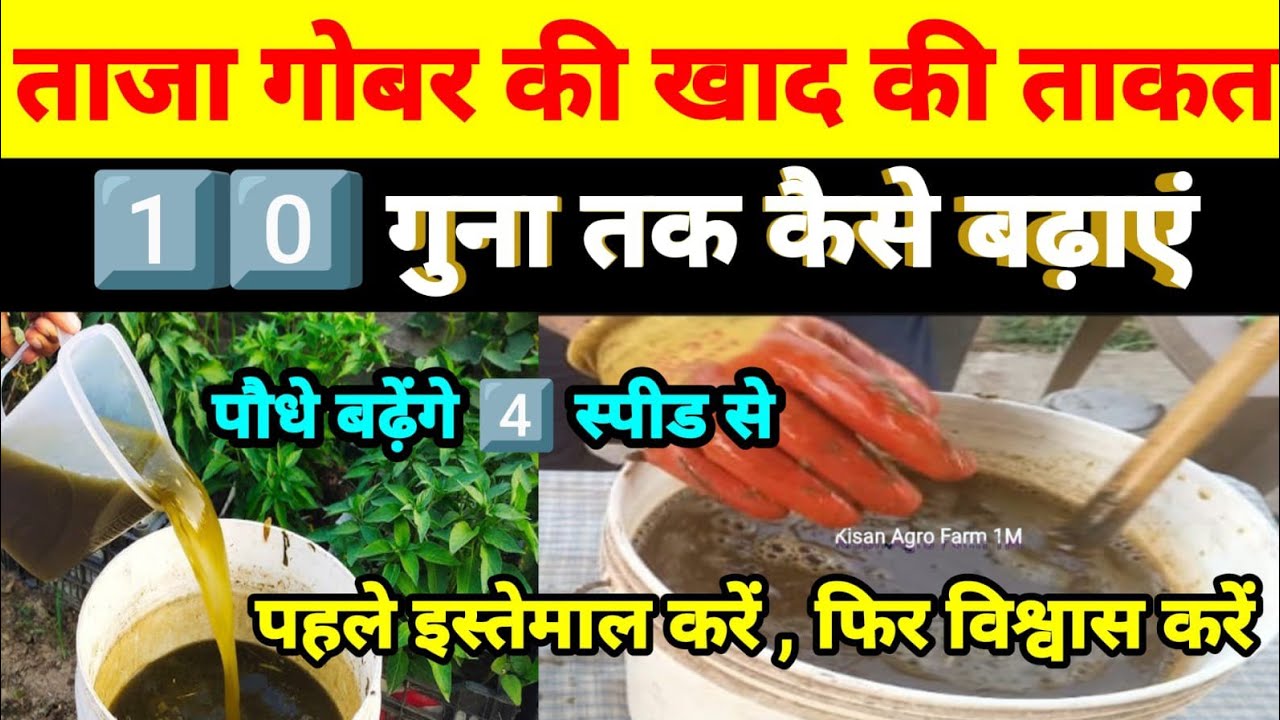 ताजा गोबर की खाद की पावर को 1️⃣0️⃣ गुना तक बढ़ाने का सीक्रेट फार्मूला।#farming#garden#agriculture