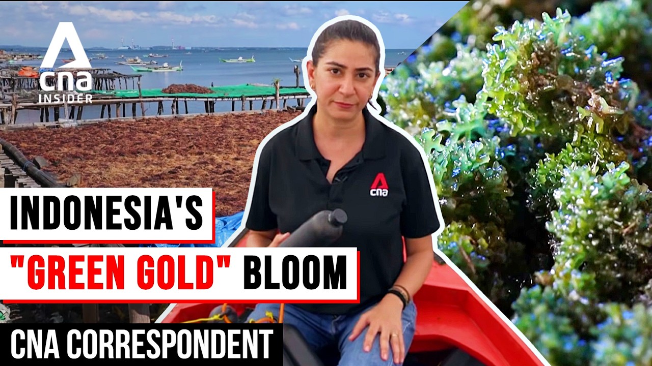 Indonesia&rsquo;s Green Gold: Inside The Global Billion-Dollar Seaweed Trade | CNA Correspondent