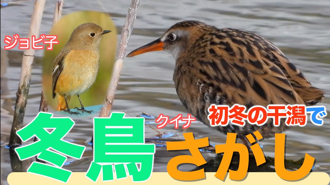 【4K・野鳥と季節を楽しむ動画】冬鳥を探して干潟を散策！