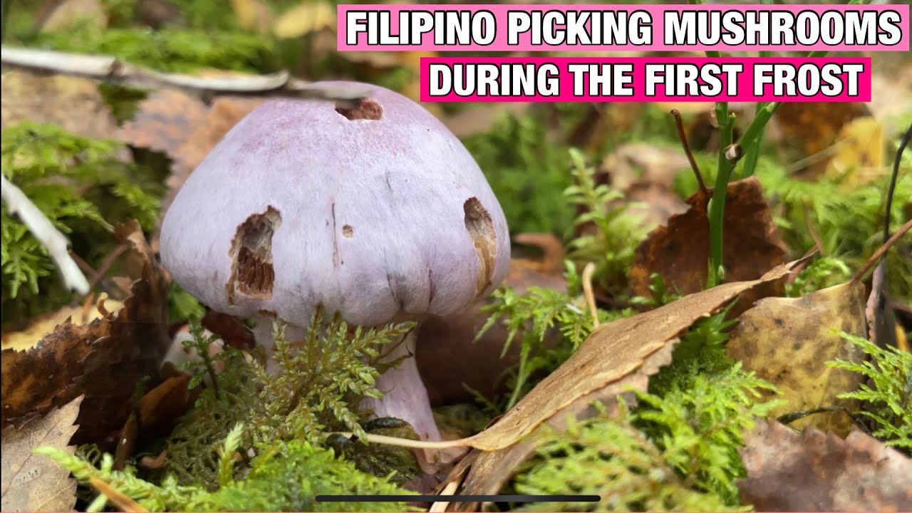 FILIPINA PICKING MUSHROOMS DURING THE FIRST FROST|| MUSHROOM HUNTING IN FINLAND