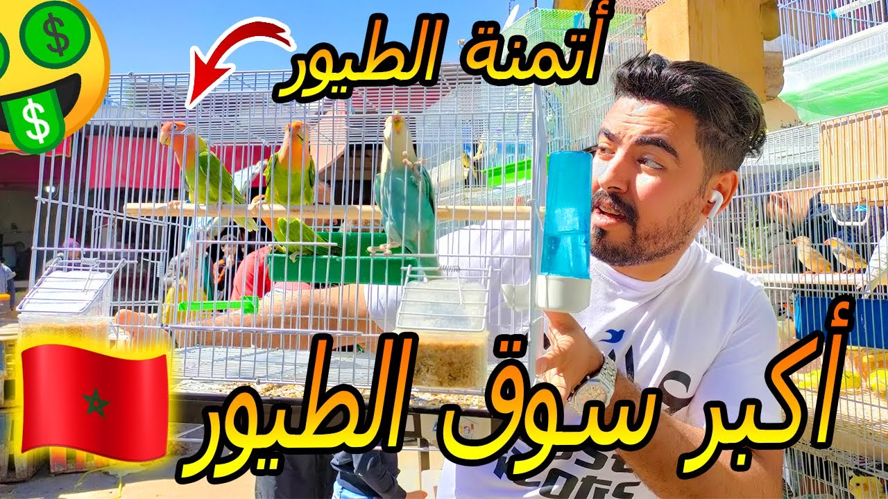 أكبر سوق الطيور 🦜 في المغرب 🇲🇦| اتمنة الطيور 🐦 و الأقفاص 🤑| البلبالا ناضت ف الاخير ⛔|