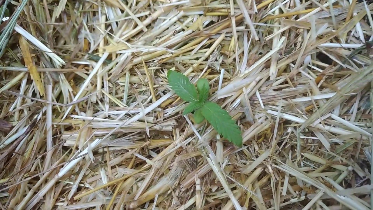 Auto Opium fem 14 дней от семки (F1 Seeds и Divine Seeds)