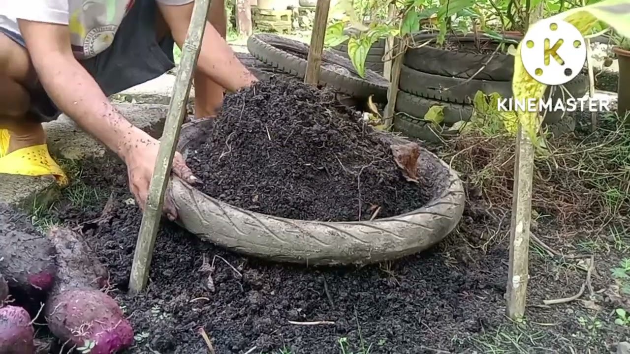 How to Harvest Ube (Kinampay) planted in a Motorcycle Tire