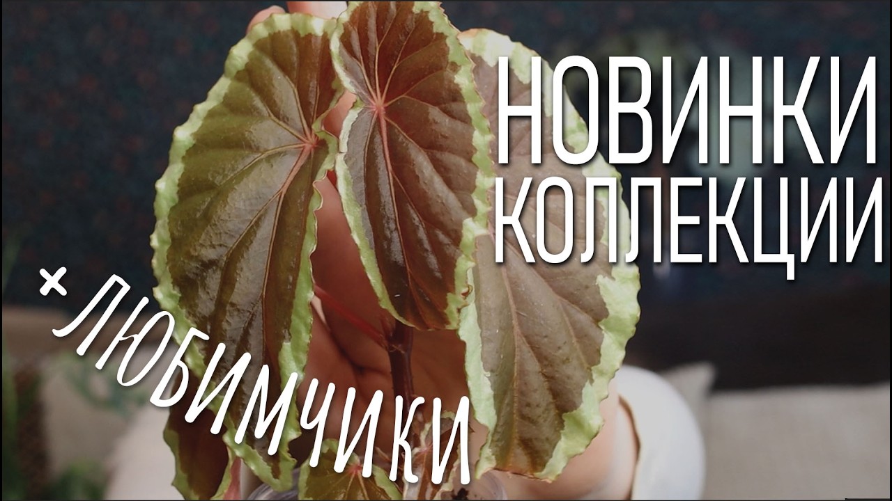 НОВИНКИ КОЛЛЕКЦИИ, а также любимые растения этой зимы