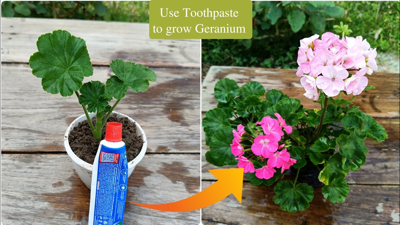 Grow Geranium with Toothpaste | How to Grow Geranium from cuttings