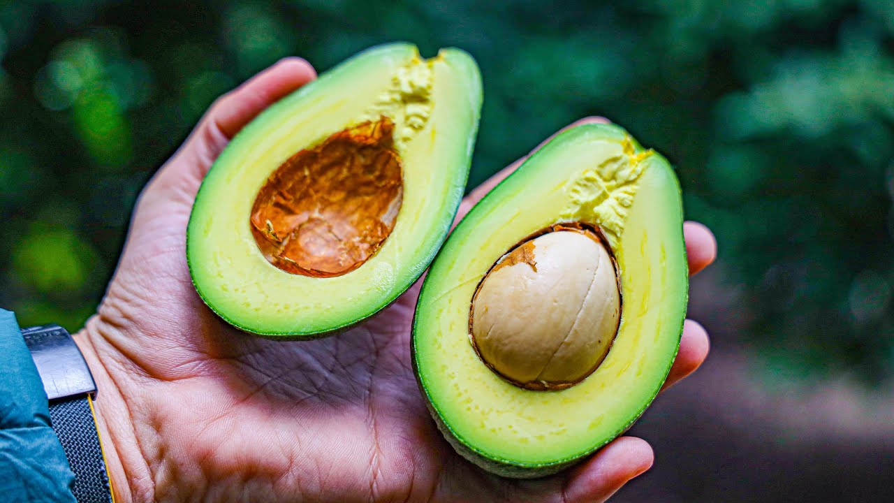 Do we Have AVOCADOS in Lebanon?  Several Varieties? YES! They Can Help Save Our Economy...