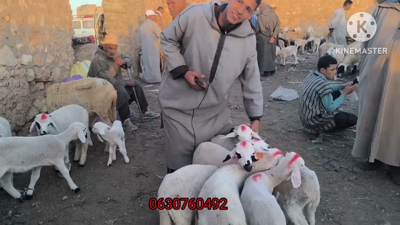 سلام عليكم الخوت نهار مبروك نتشاركو معكم هد لخير تقدنيها من سوق الجمعة العررشة إقليم قلعة 24/10/2025