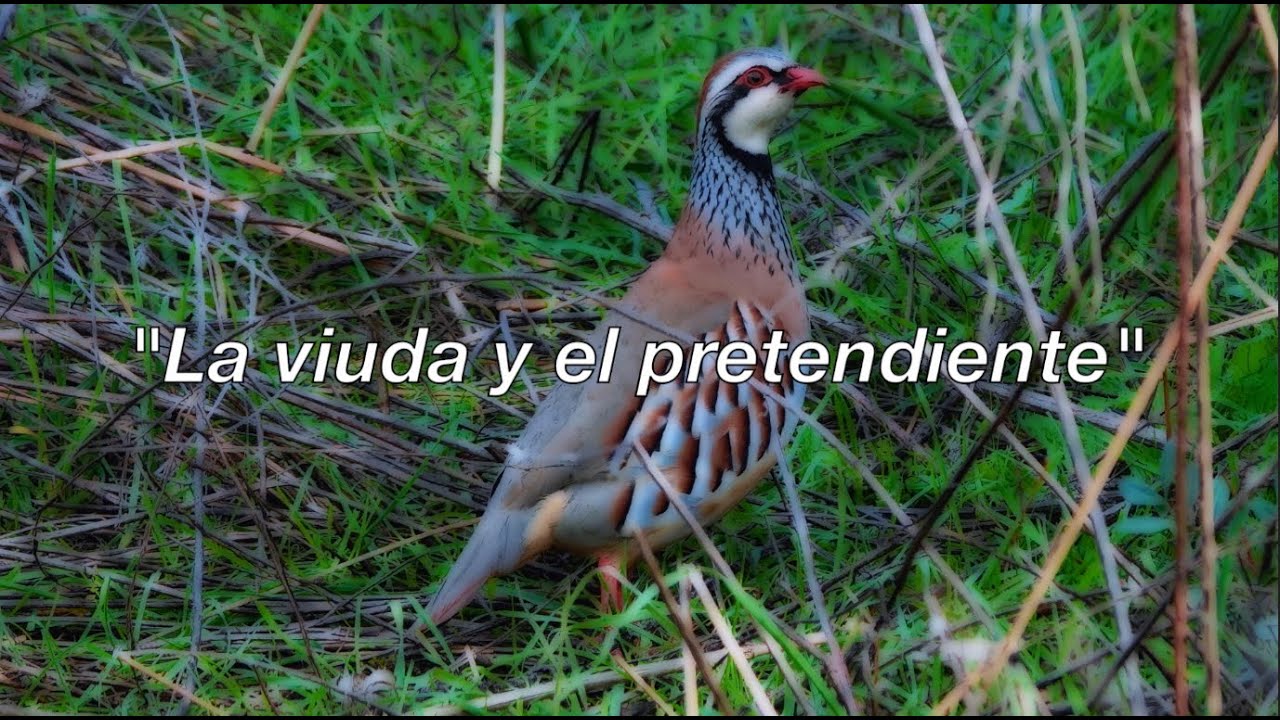 Una viuda muy difícil. El valor de un pájaro que calla, piensa y casi siempre triunfa.