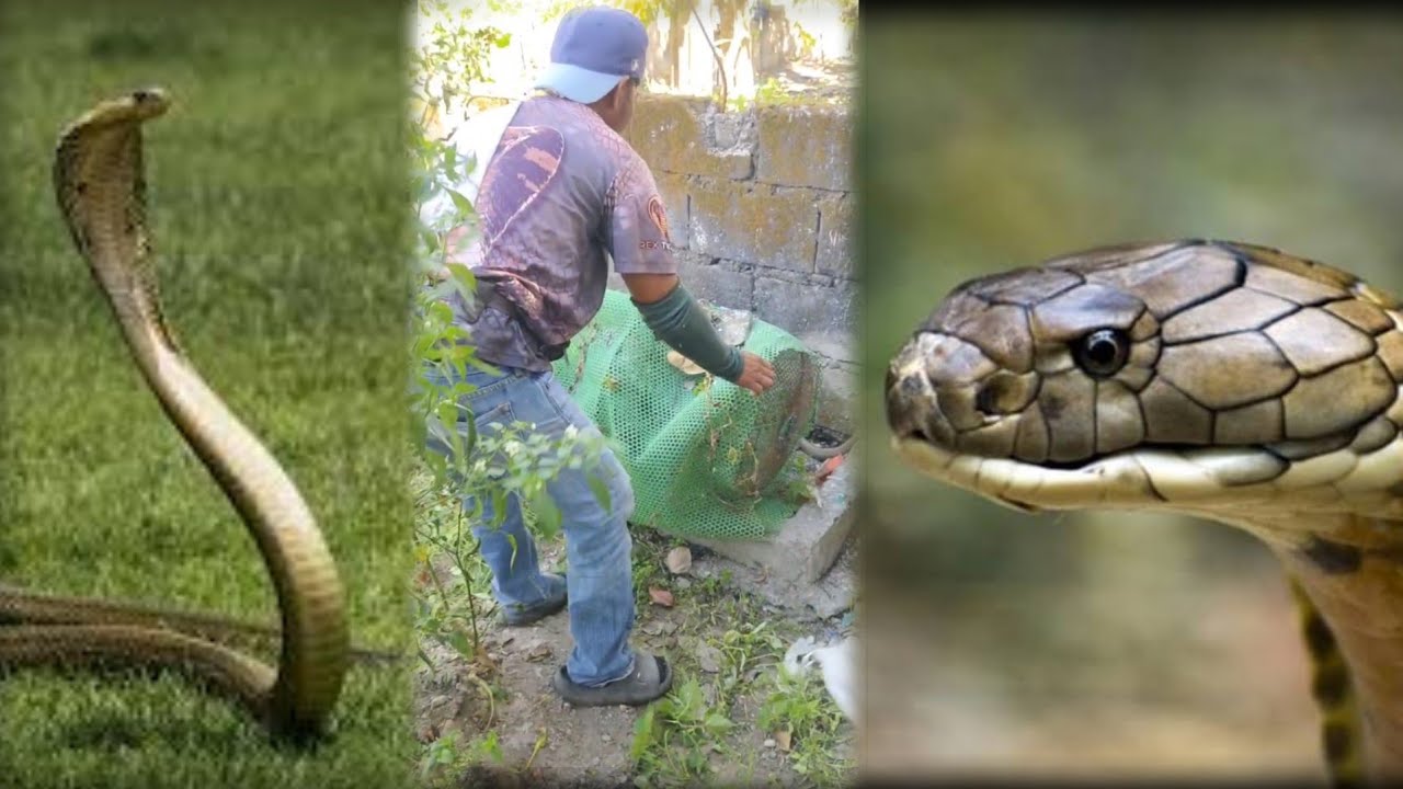 Cobra sa poultry ng itik  balak pasukin amg bodega na puno ng daga