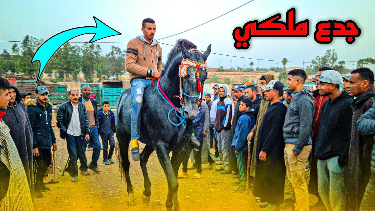سوق سطات مع بدريس عندو جدع ملكي زرك . كاينة مسباقة جديدا إن شاء الله