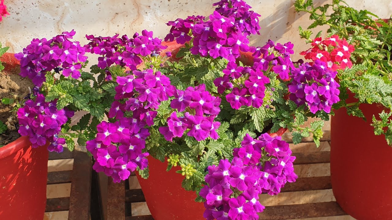 Verbena Care Tips || How to Grow and Care Verbena || Fun Gardening
