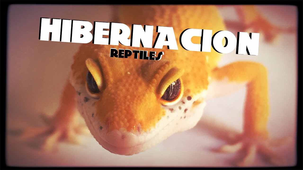 Hibernacion en reptiles