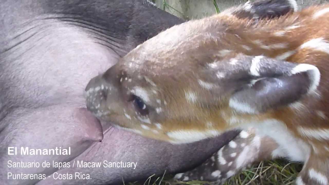 Bribrí the tapir  breast-feeding her baby.