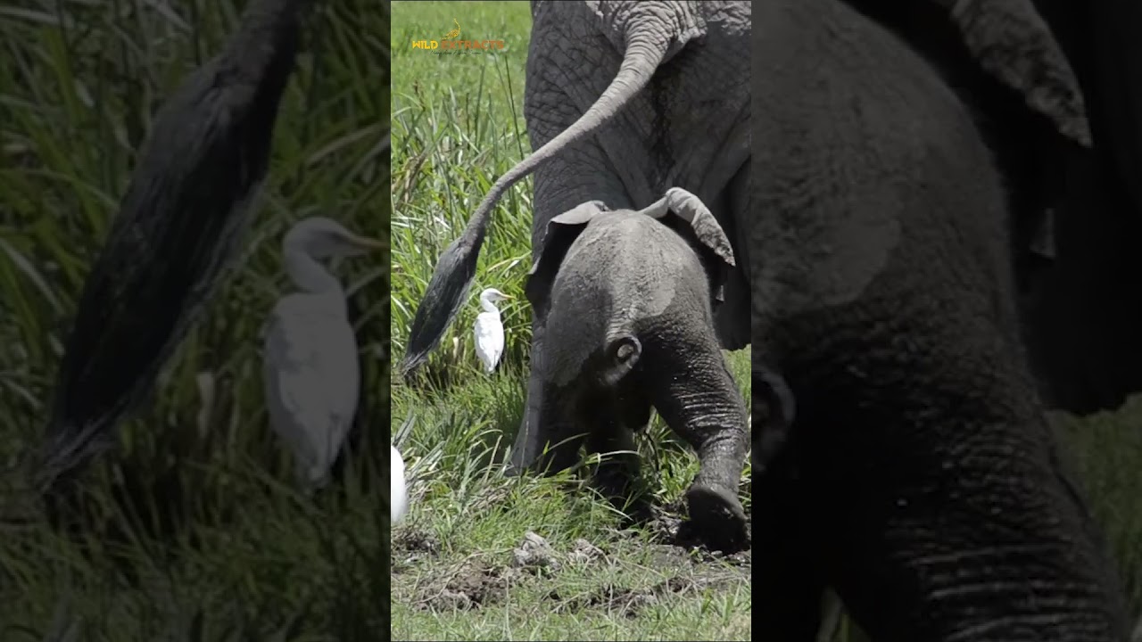 Careful Son its Slippery #elephant #shorts