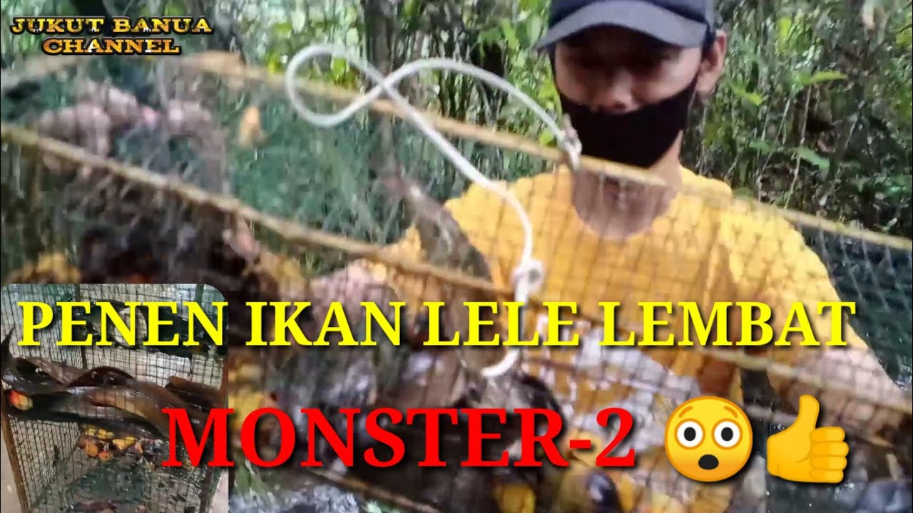 Pasang Bubu ikan lele Lembat,Hasilnya  monster-2.