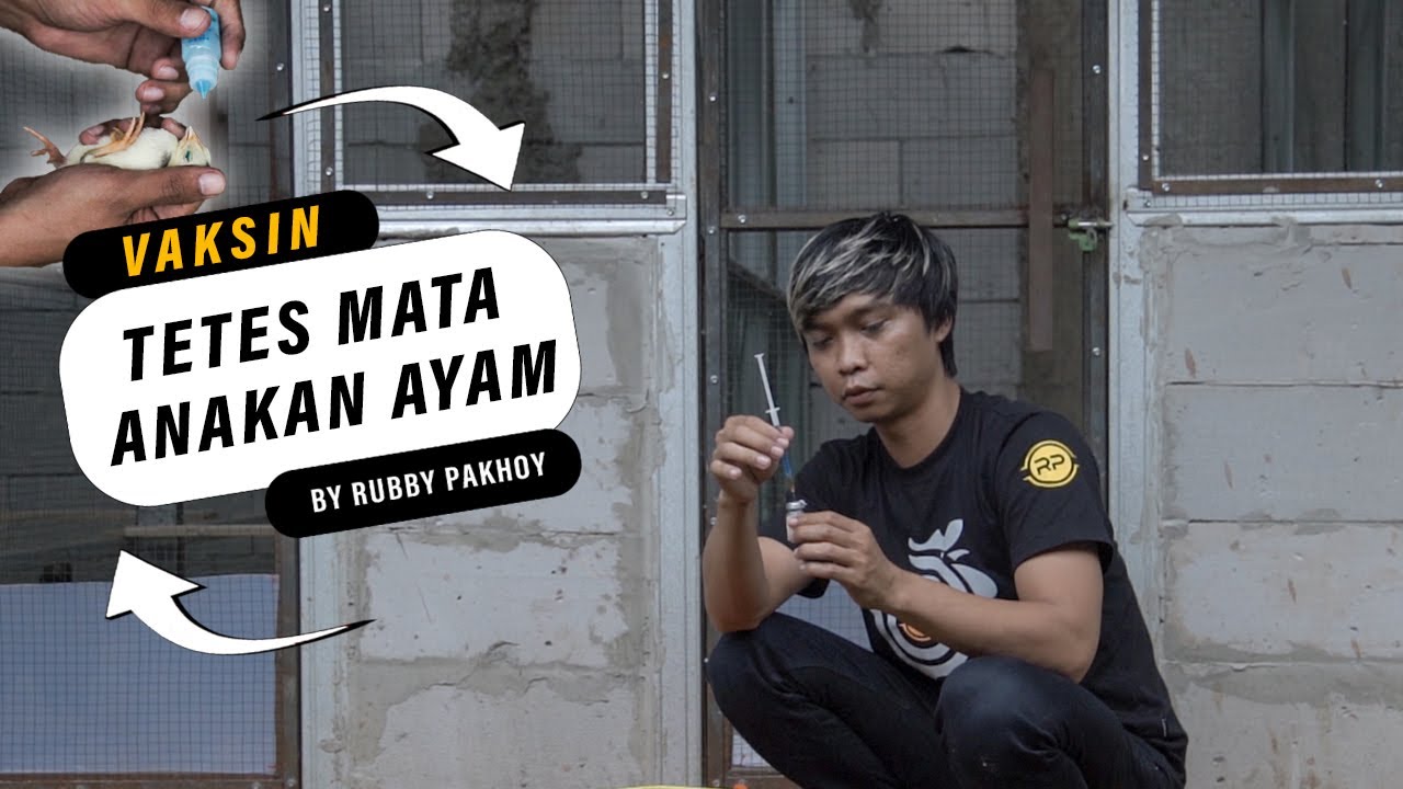 VAKSIN TETES MATA ANAKAN AYAM