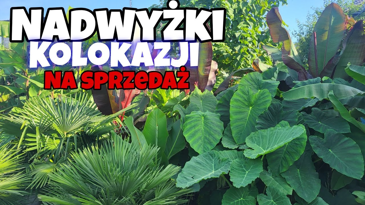 Kolokazje rosną jak na drożdżach - Mamy Kilka sadzonek na sprzedaż!
