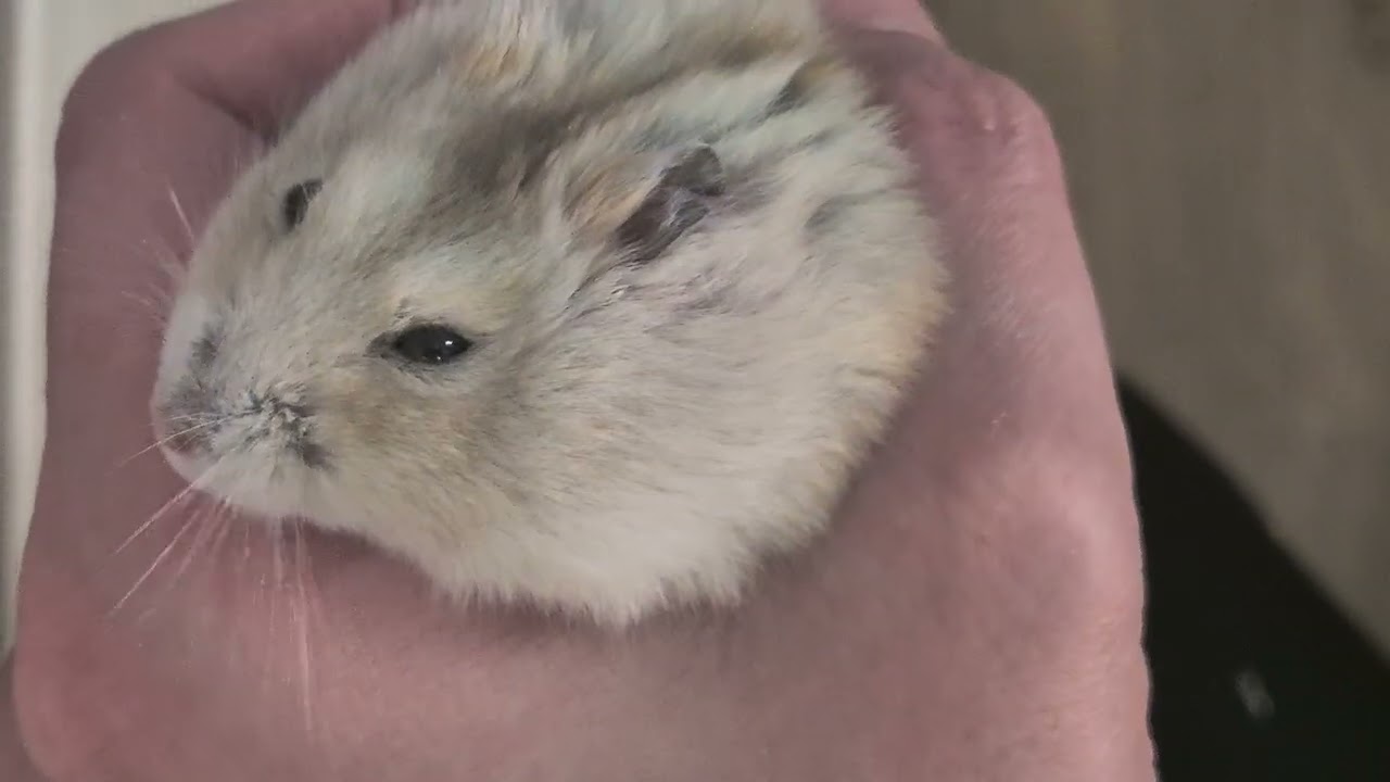 햄스터 #인형뽑기  콩이♡   #햄스터키우기 #핸들링 #순둥이   