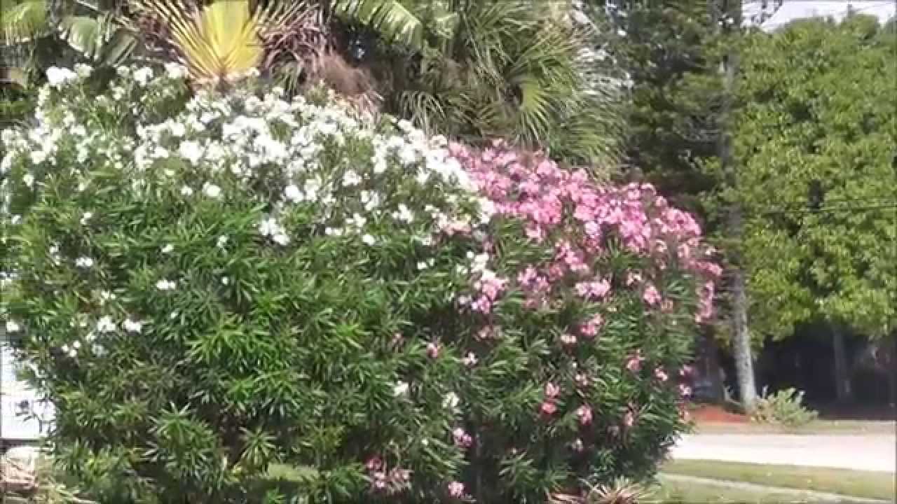White, Pink and Red Oleander Comparison - Which One Should You Choose?