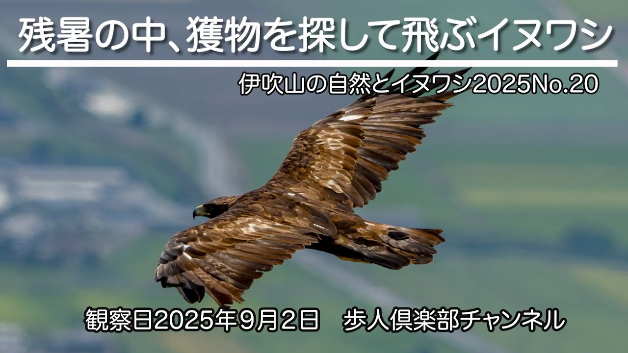伊吹山の自然とイヌワシ2025　No20　2025年9月2日 　「残暑の中、獲物を探して飛ぶイヌワシ」　イヌワシ　チョウゲンボウ　ハチクマ　トビ　サラシナショウマ　アキノキリンソウ　など