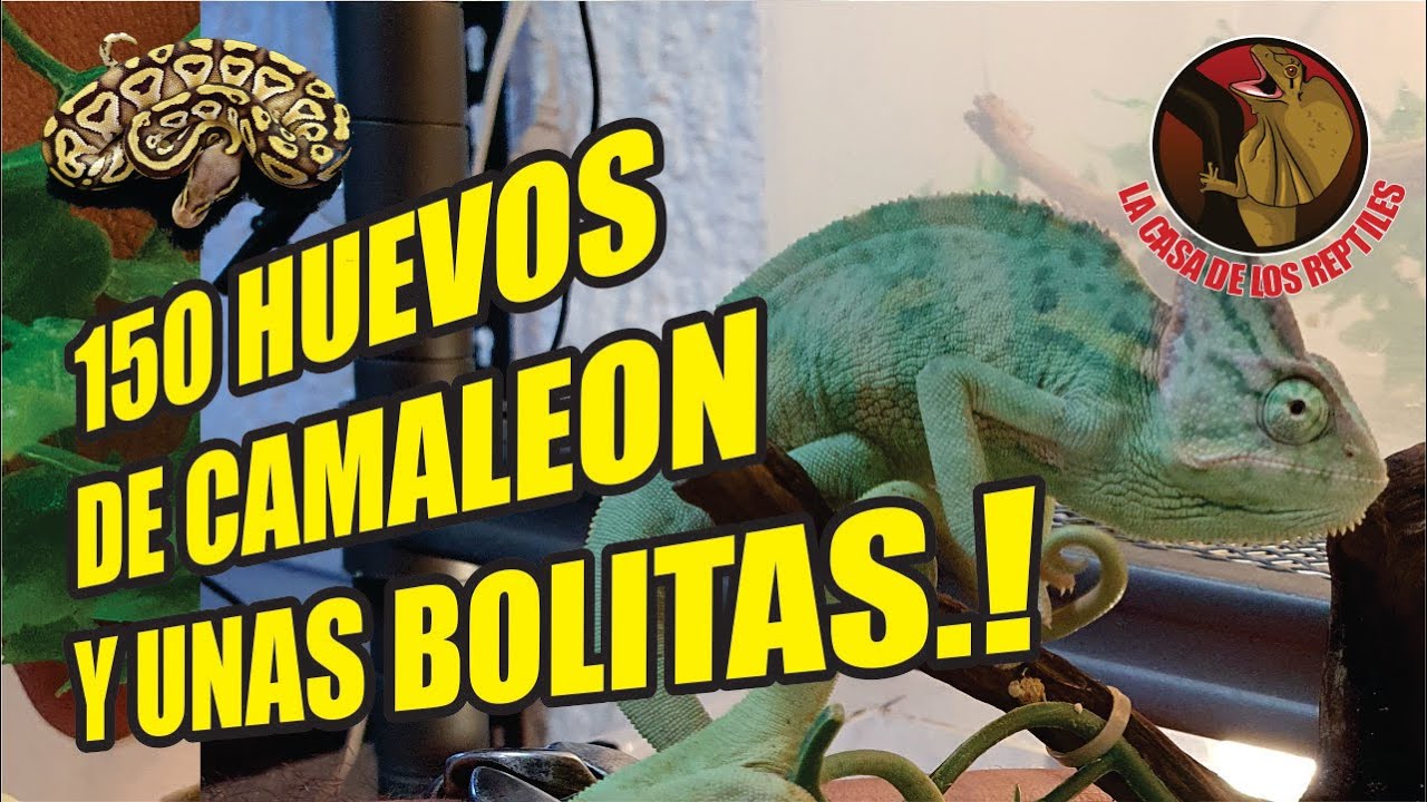 150 HUEVOS DE #CAMALEON Y MAS #PITONES BOLA