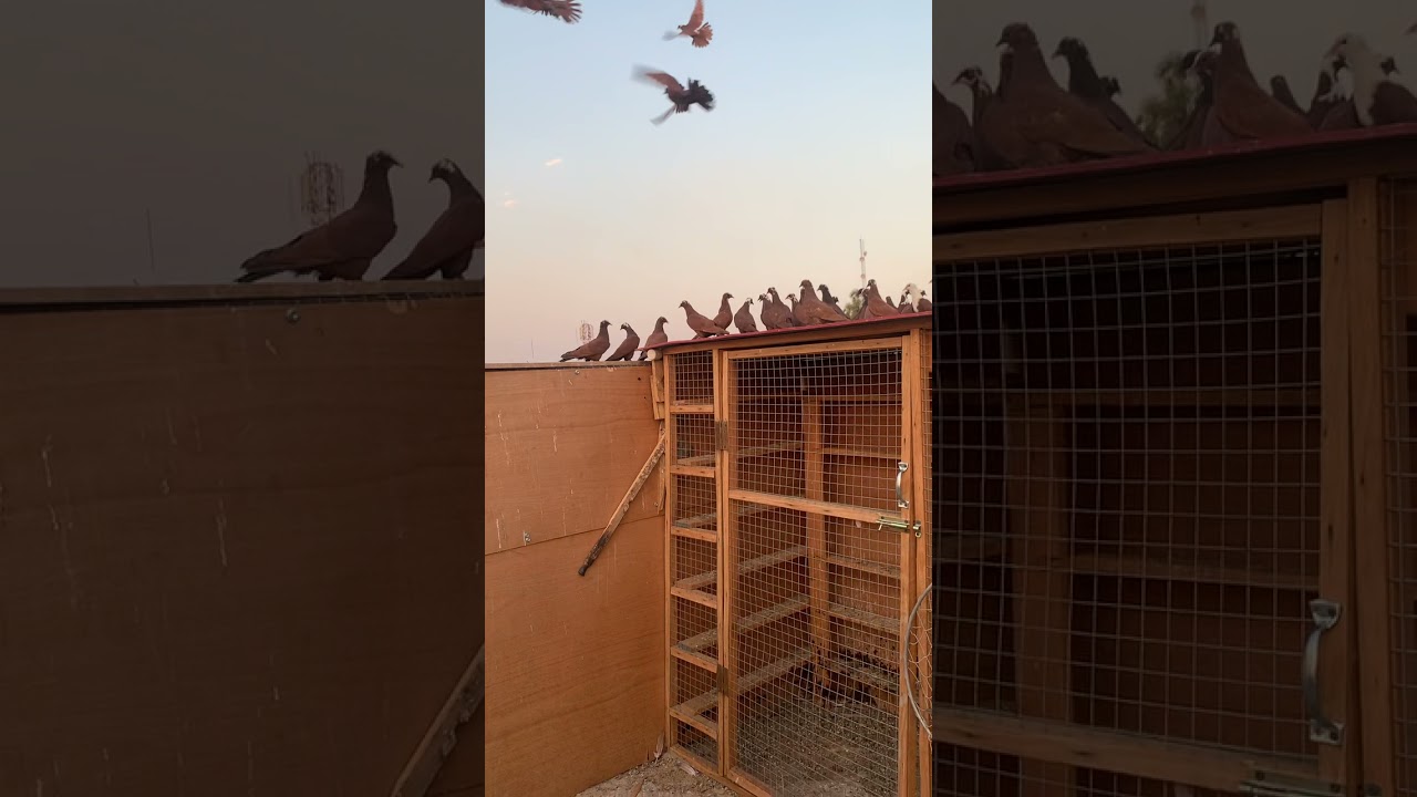 الاحمر العراقي تخريج الفرخات نصائح و معلومات