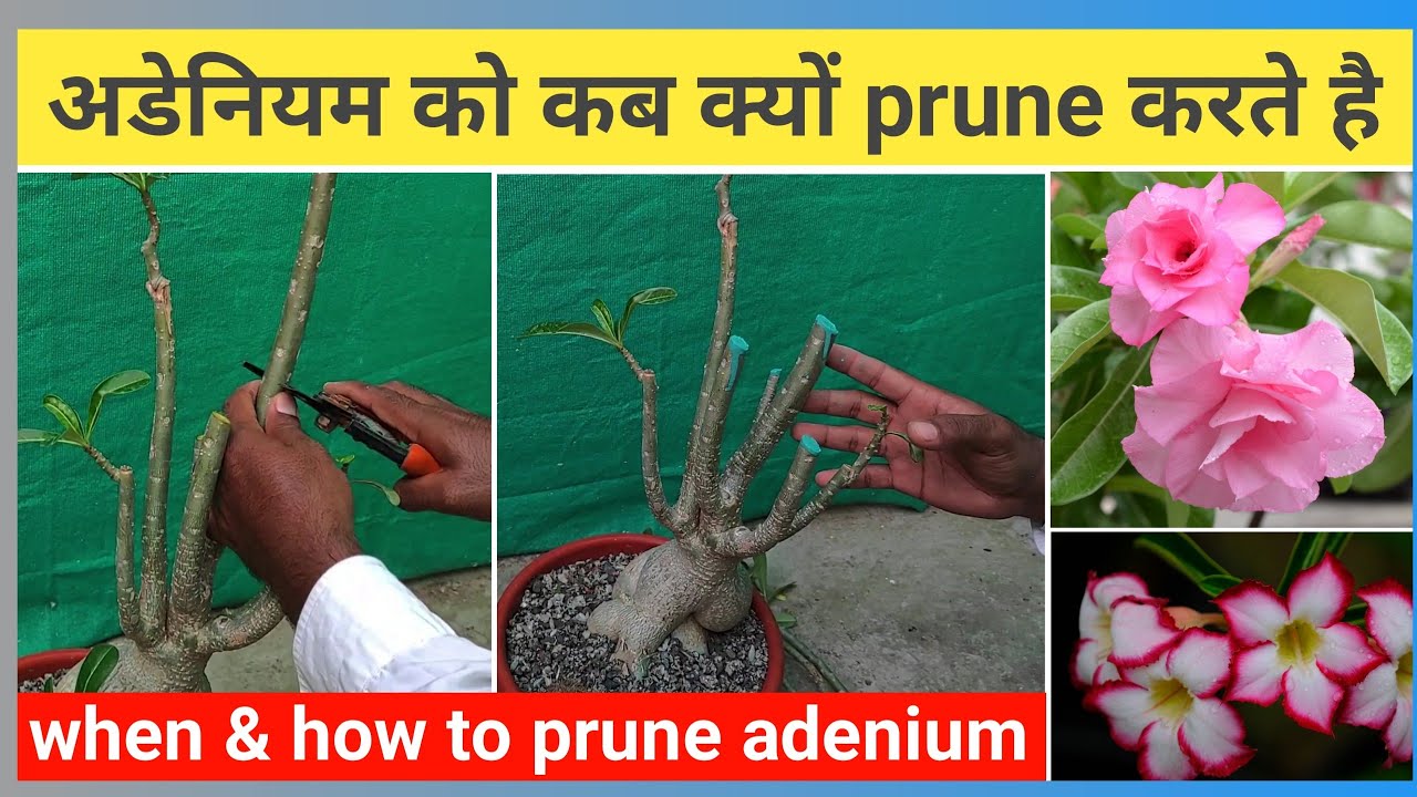 It is important to see when, why and how much to prune Adenium. How to prune adenium step by step.