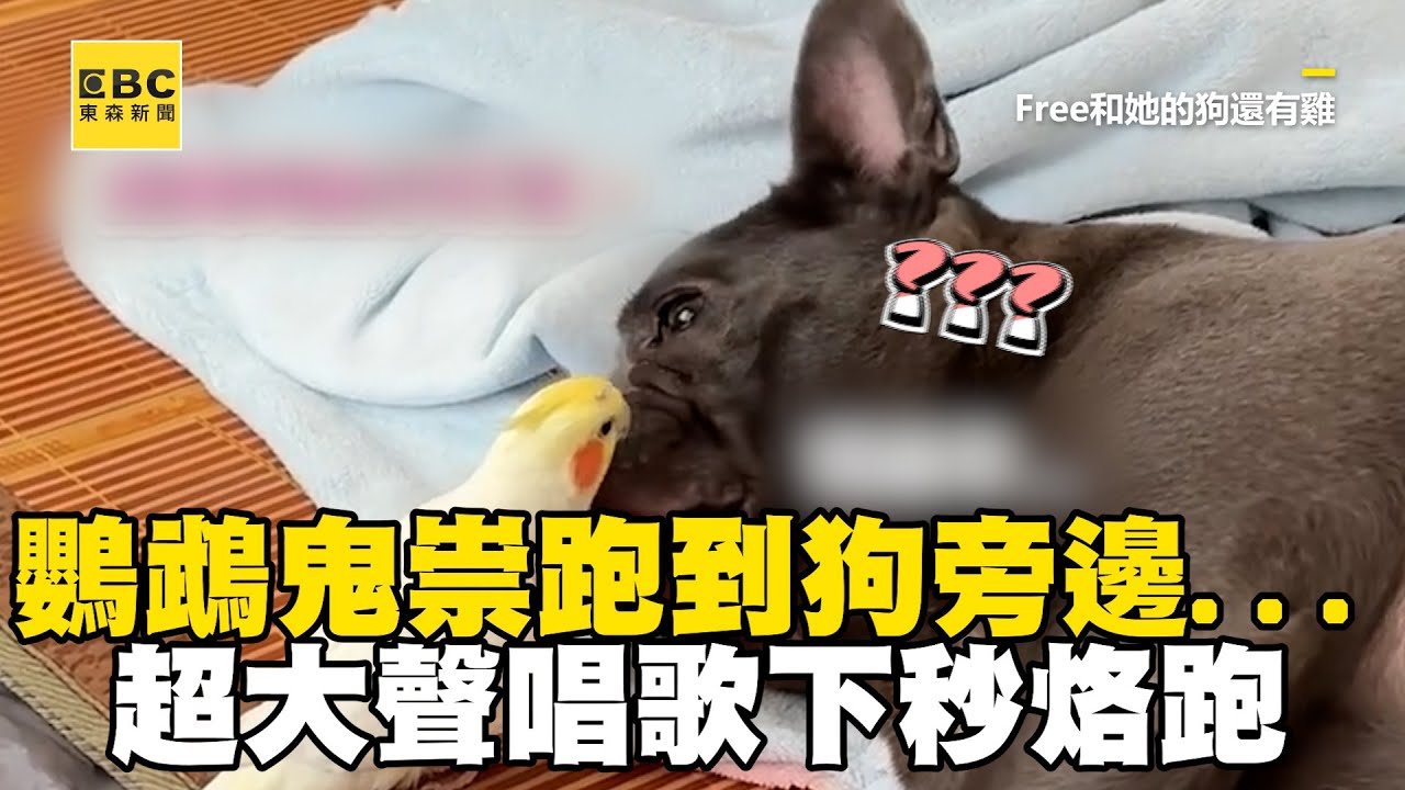 屁孩鸚鵡狂哼哆啦A夢！狗睡夢中被吵醒結局反轉 @cosmosviral