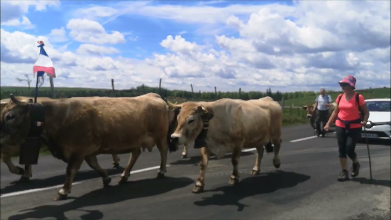 Quatre minutes de montée aux estives d'Aubrac