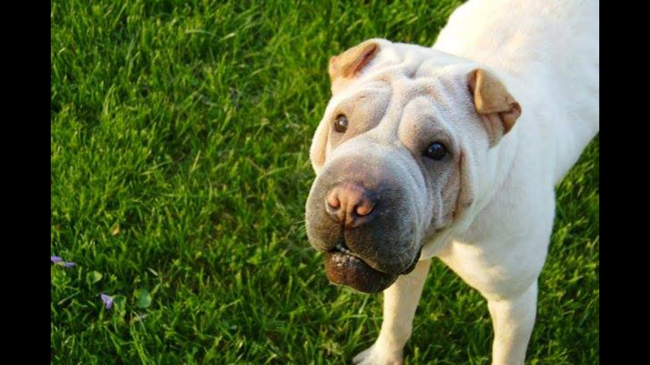 Former Cop Who Cut Dog's Throat Gets $45,000 in Back Pay