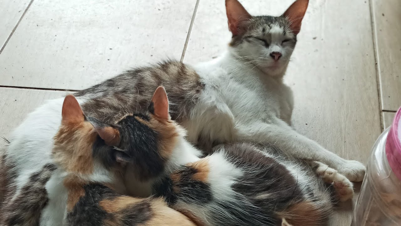 Cats & kittens are 873 & 782 & 708 & 625 & 524 & 507 & 459 & 383 & 268 & 230 & 130 &290 &224 &122&88