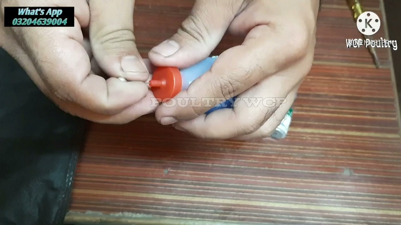 ND Lasota Vaccination | Save to life chicks | Poultry WCP
