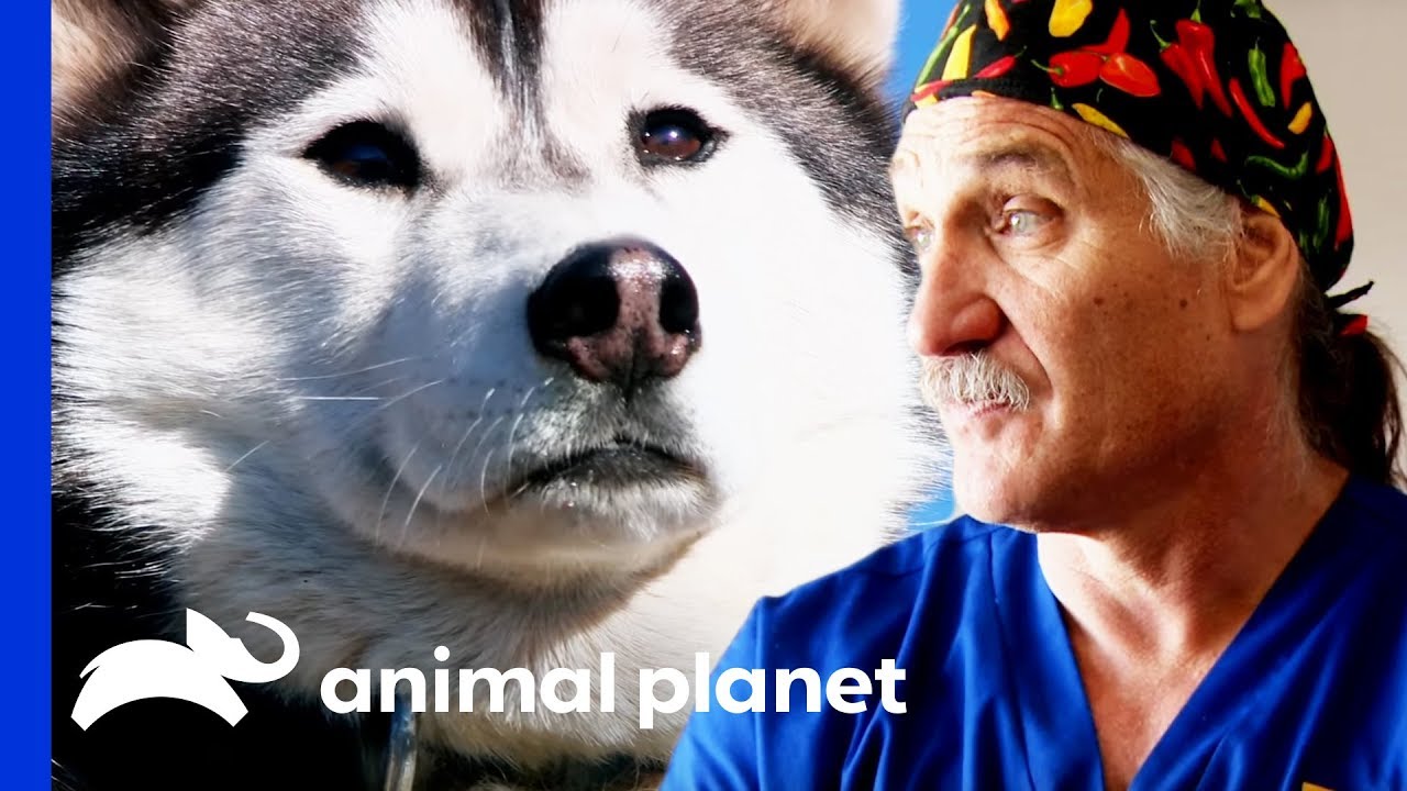 Vets Head into the Rockies to Examine and Treat 30 Rescue Dogs | Dr. Jeff: Rocky Mountain Vet