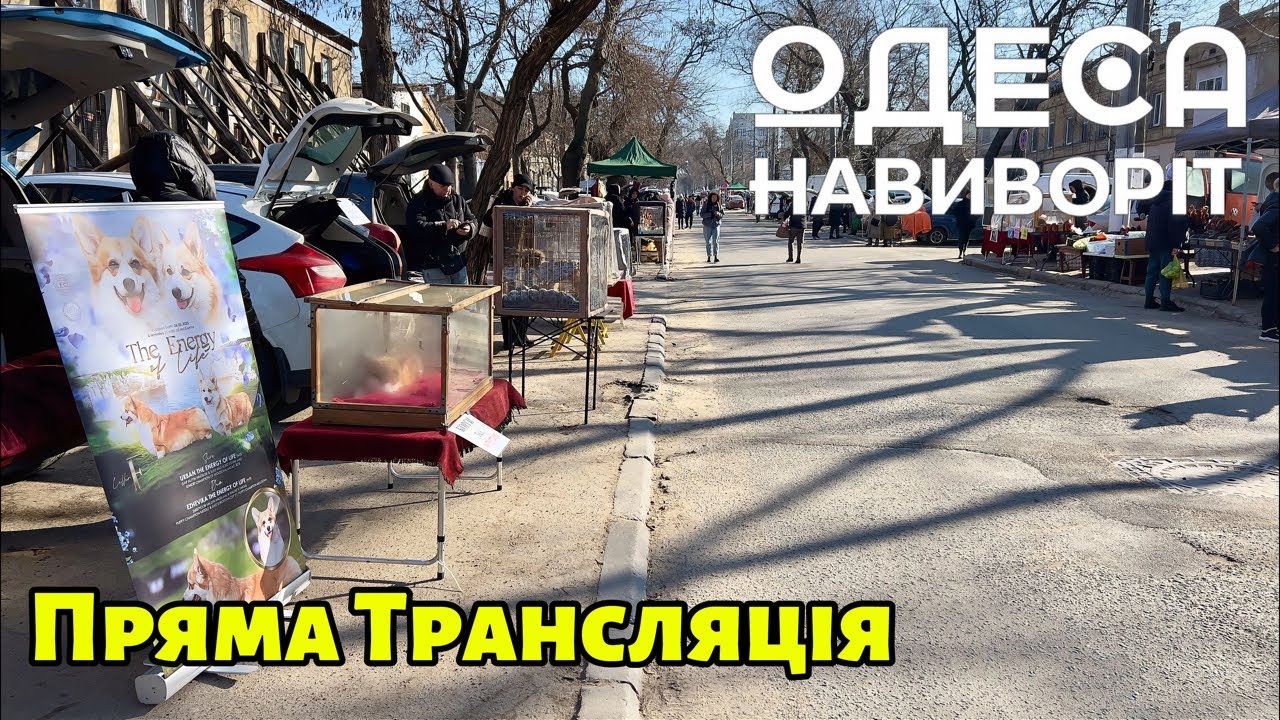 Собачий Базар в ОДЕСА НАВИВОРІТ