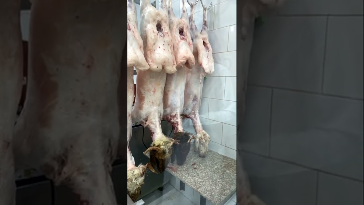 ملحمة البلوي بالدمام حي بدر
