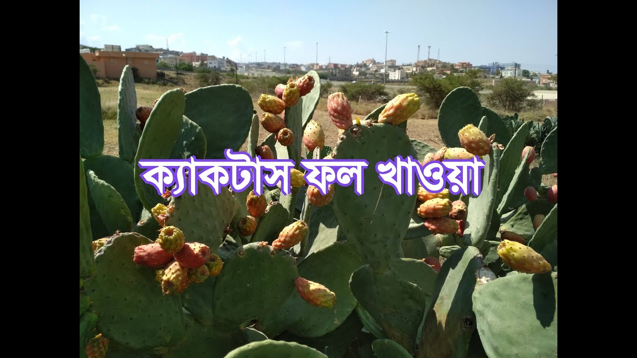 ক্যাকটাস বা ফণীমনসা ফল খাওয়া | Cactus fruit
