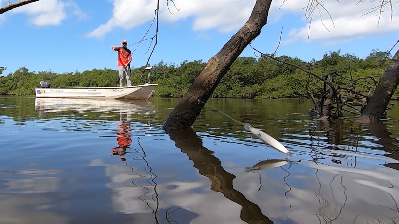 🎣 Pescaria de robalos pevas no pincho em Iguape!