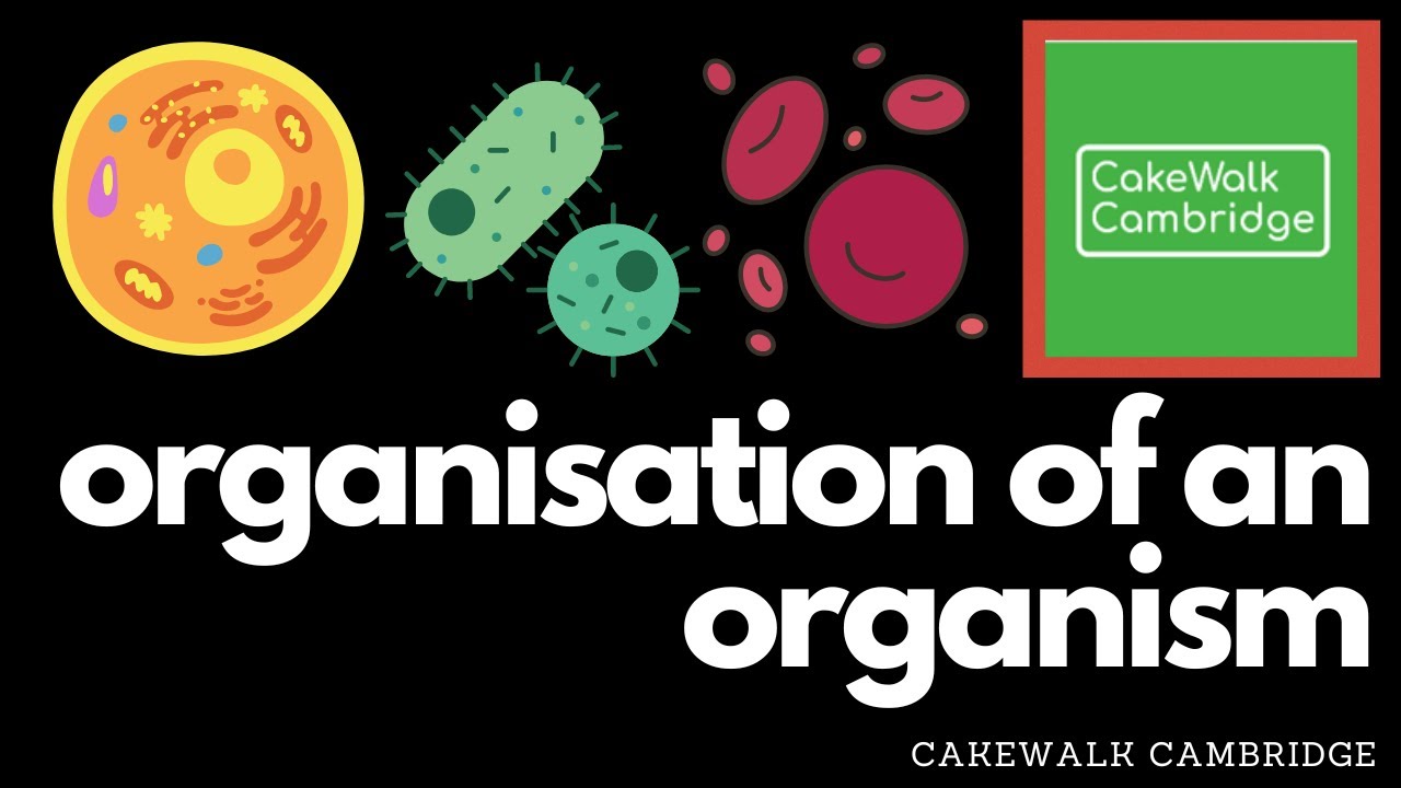 IGCSE Biology 2 - Organisation of an Organism