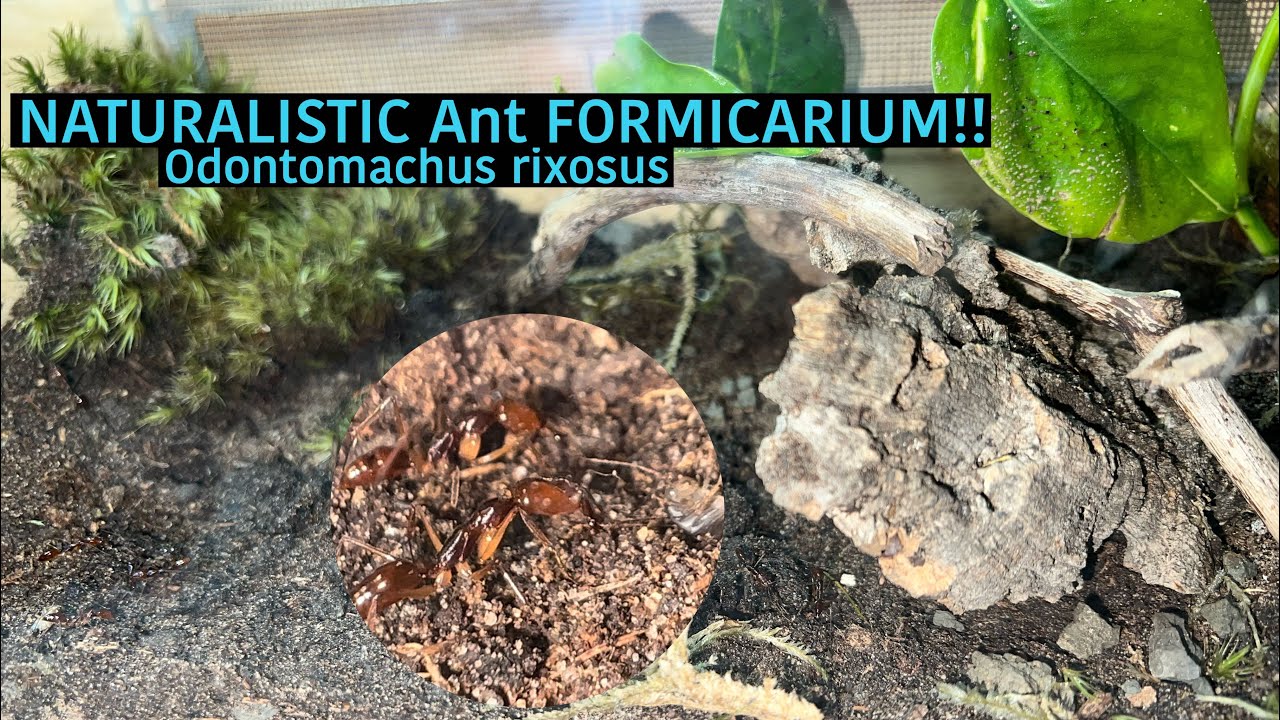 NATURALISTIC Ant FORMICARIUM!! Odontomachus rixosus