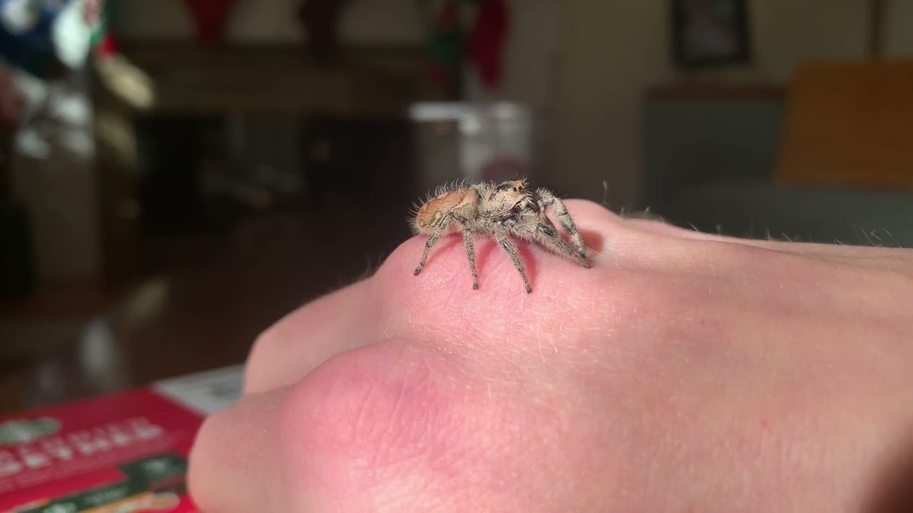 A Friendly Jumping Spider - Phidippus Regius Female #jumper #jumpingspider #spider
