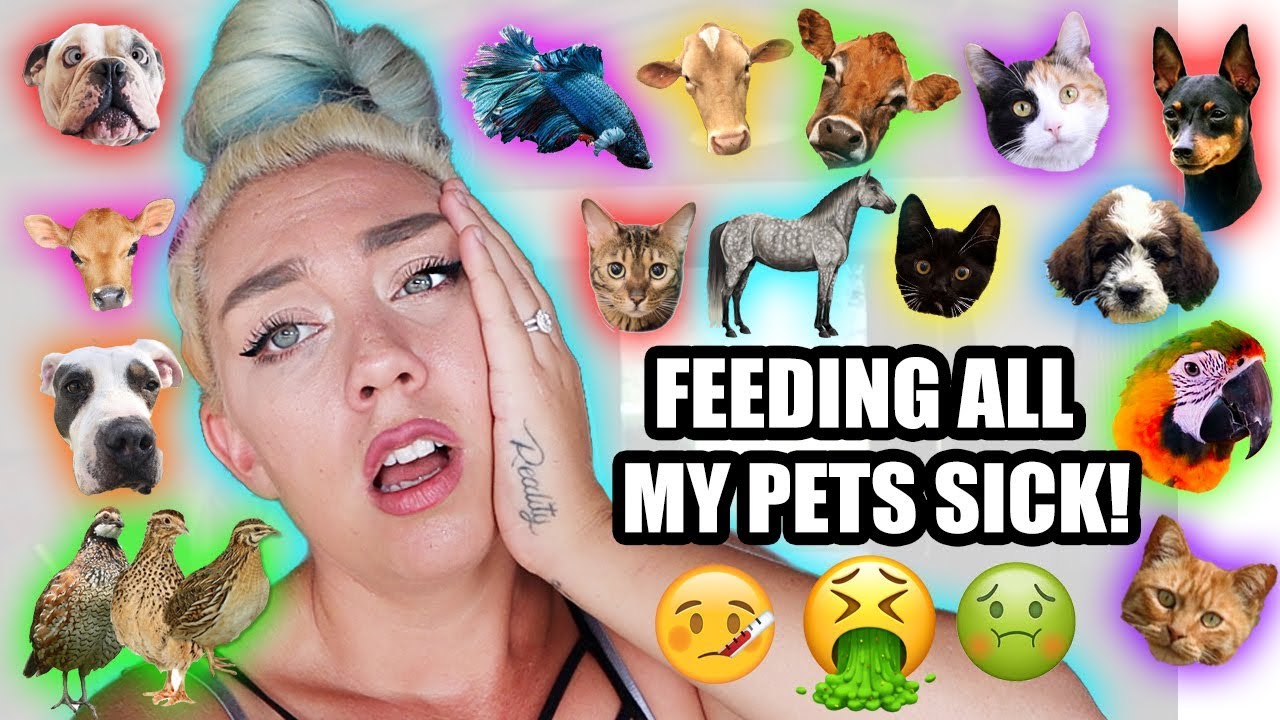 Feeding ALL My Pets in One Video | while SICK  35+ pets In one video