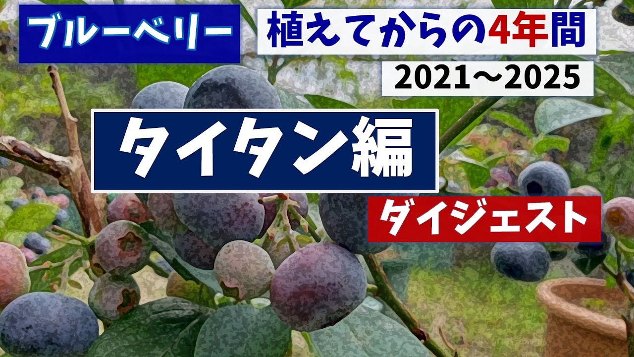 ブルーベリー栽培：タイタン植えてからの4年間のダイジェスト