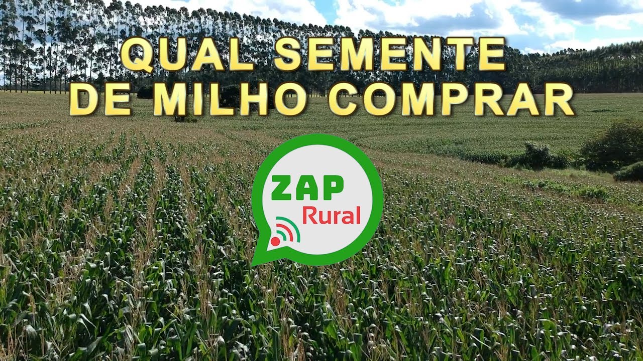 QUAL SEMENTE DE MILHO COMPRAR
