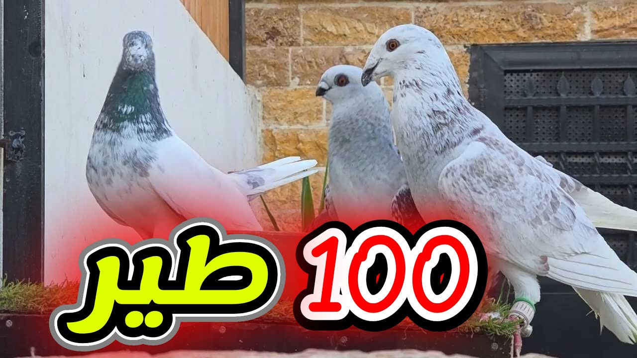 كشيت 100 طير راحو 100 رجعو 99 شو الي راح